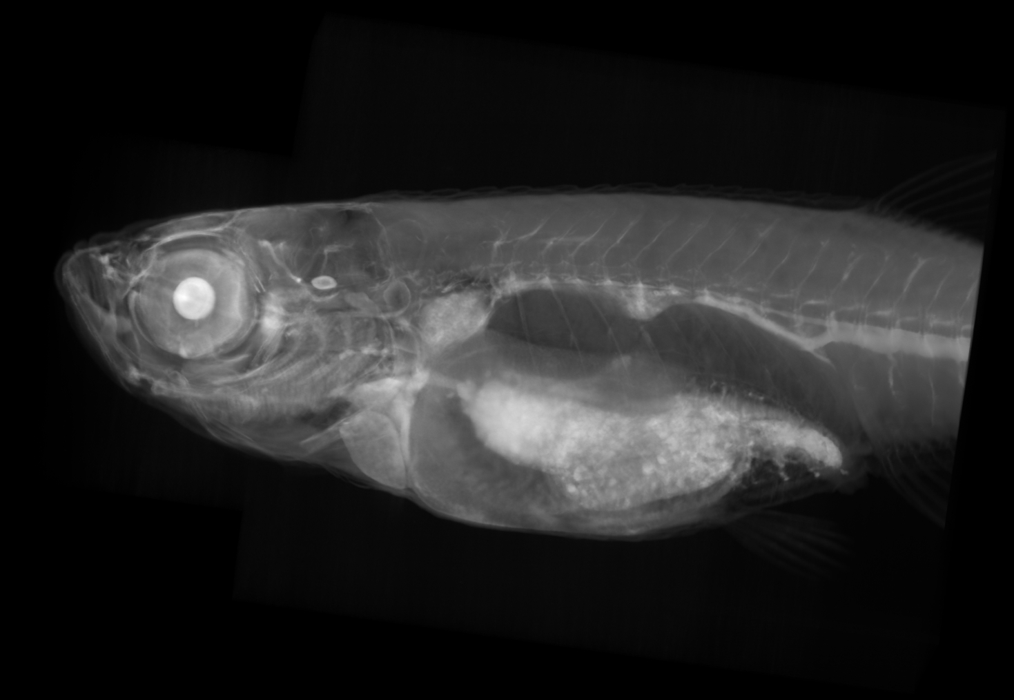 zebrafish 16mm side view