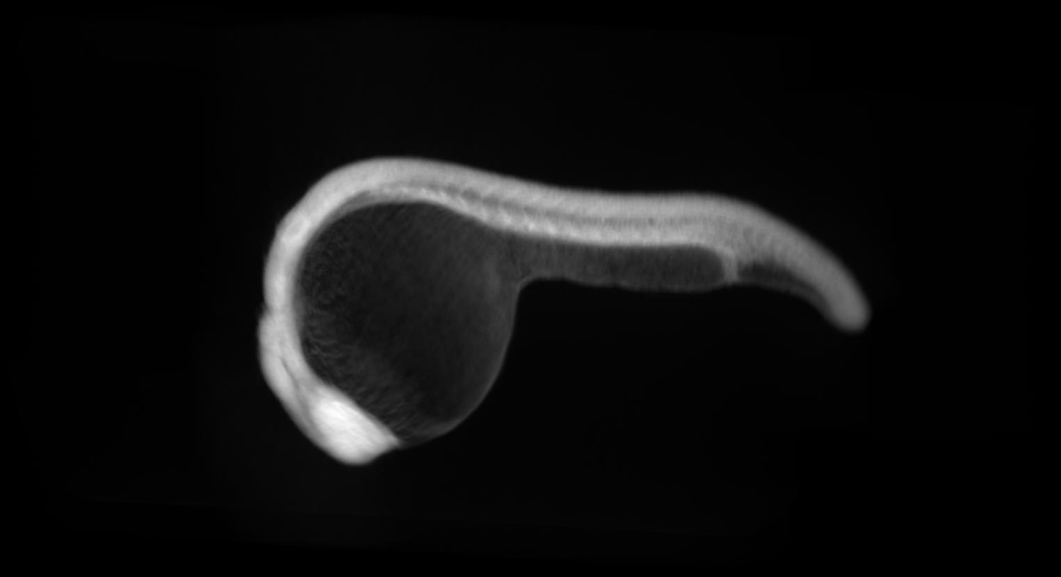 zebrafish 24hrs side view