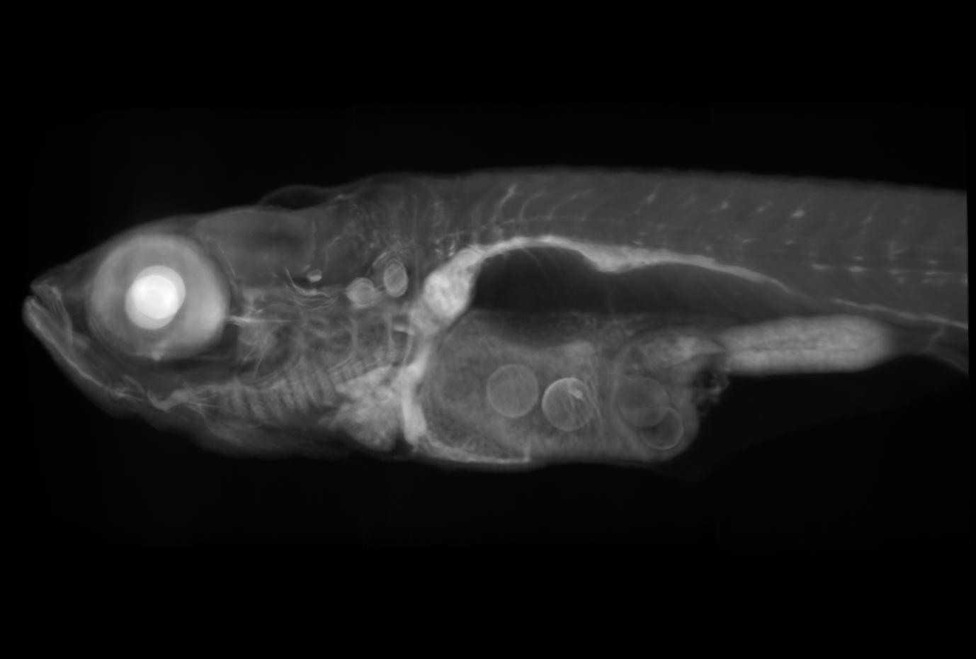 zebrafish 8mm side view