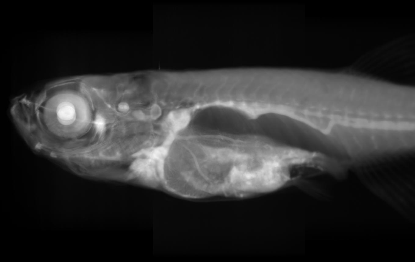 zebrafish 12mm side view